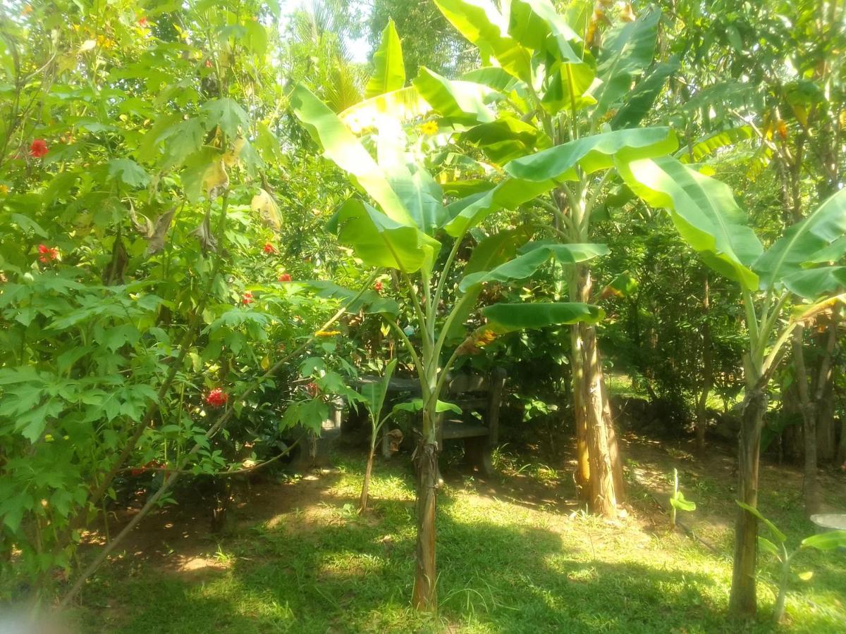 Sigiriya Village Home Stay & Private Room Luaran gambar
