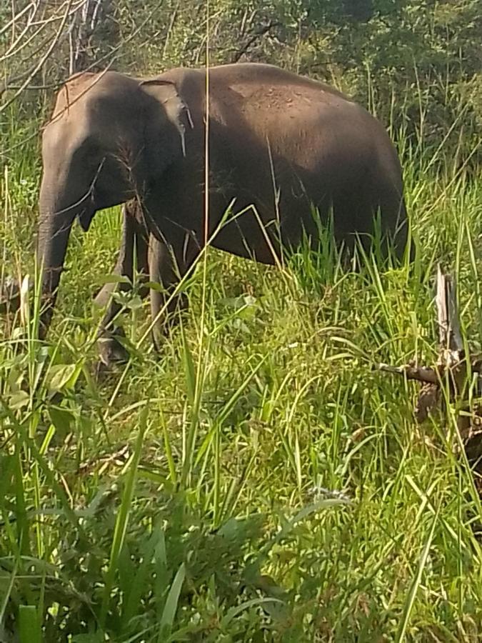 Sigiriya Village Home Stay & Private Room Luaran gambar